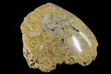 Polished Fossil Coral (Actinocyathus) Head - Morocco #159277-1